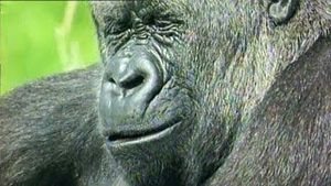 Video post by @bbcearth on YouTube
