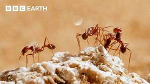 Video post by @bbcearth on YouTube