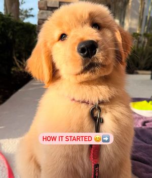 Image post by @petsmart on Instagram