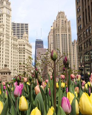 Image post by @chicago.explore on Instagram