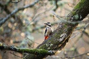 Image post by @rspb on Instagram