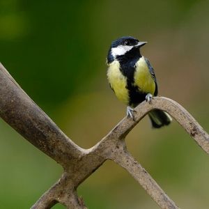 Image post by @rspb on Instagram
