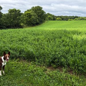 Image post by @susangarrettdogsthat on Instagram