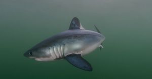 Image post by @reddigitalcinema on Instagram