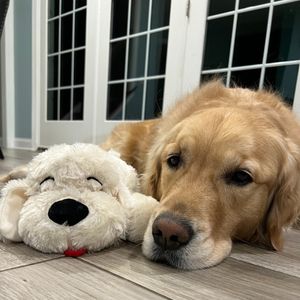 Image post by @originalsnugglepuppy on Instagram