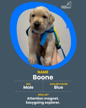 Image post by @canineorg on Instagram