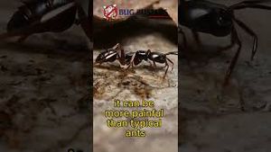 Video post by @bugbustersusa on YouTube
