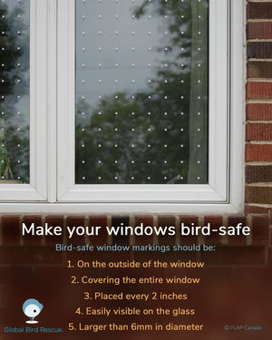 Image post by @featherfriendly on Instagram