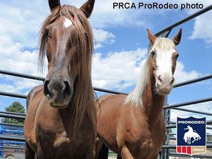 Image post by @prca_prorodeo on Instagram