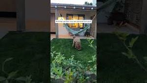 Video post by @tedflixnchill on YouTube