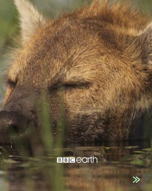 Image post by @bbcearth on Instagram