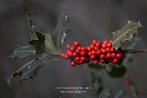 Image post by @Lathanuel Filliol Photography on Facebook