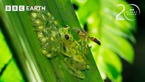 Video post by @bbcearth on YouTube