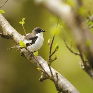 Image post by @rspb on Instagram