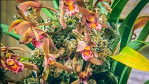 Video post by @bbcearth on YouTube