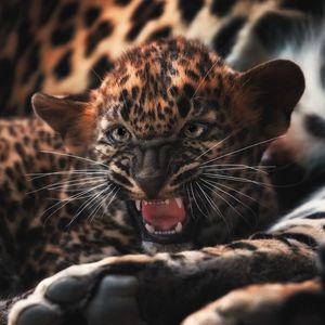 Image post by @animalplanet on Instagram