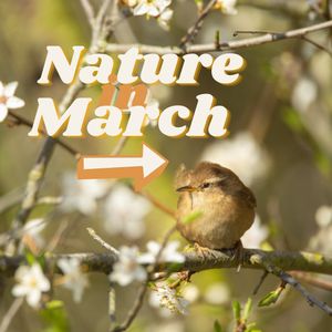 Image post by @rspb on Instagram