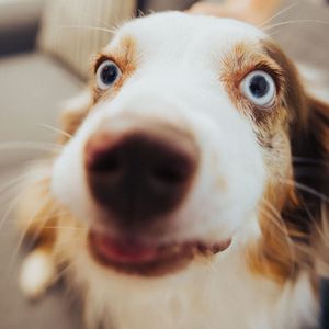 Image post by @veterinaryselect on Instagram