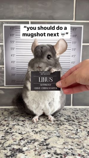 Video post by @chinpals on Instagram