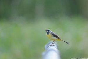 Image post by @rspb on Instagram