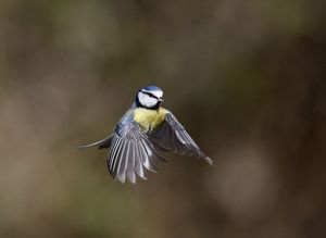 Image post by @rspb on Instagram