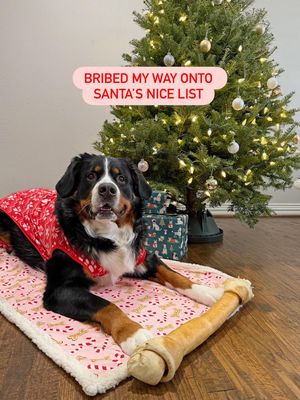 Image post by @petsmart on Instagram