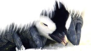 Video post by @bbcearth on YouTube