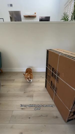 Image post by @ziggythecorg on Facebook