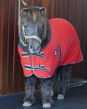 Image post by @flemingtonvrc on Instagram