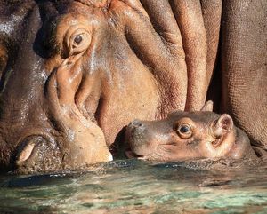 Image post by @sandiegozoo on Instagram