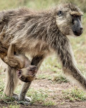 Image post by @paulnicklen on Instagram