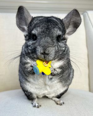 Image post by @phillychinchilly on Instagram