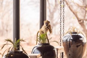 Image post by @chiawasafaris on Instagram