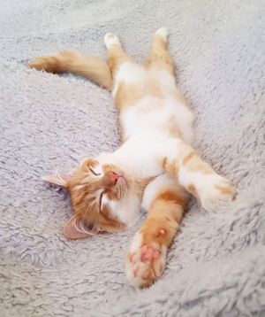 Image post by @petco on Instagram