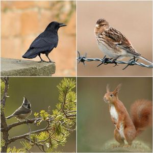 Image post by @rspb on Instagram