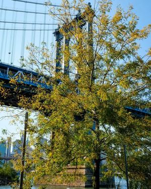 Image post by @celestinebklyn on Instagram