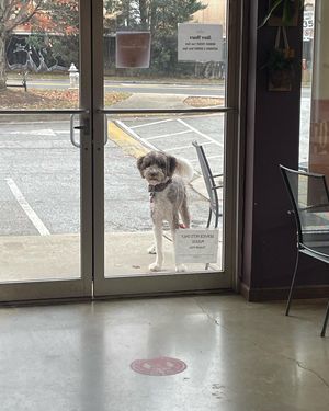 Image post by @floofy.coopy.doodle on Instagram