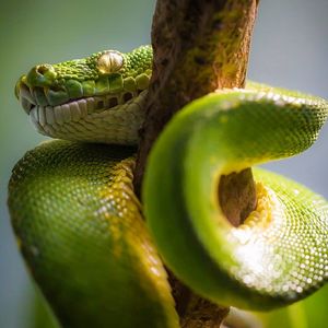 Image post by @sandiegozoo on Instagram