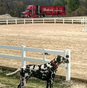 Image post by @SMUEquestrian on Twitter