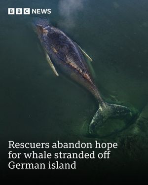 Image post by @bbcnews on Instagram