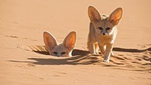 Video post by @bbcearth on YouTube