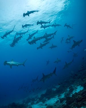 Image post by @discovery on Instagram