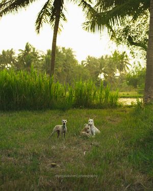 Image post by @yogalakshmi_photography on Instagram