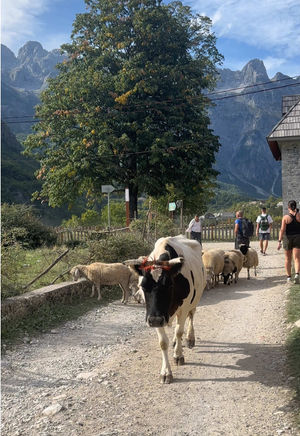 Video post by @magz.memz on TikTok