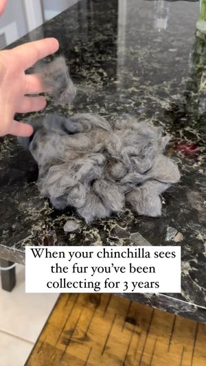 Video post by @chinpals on Instagram