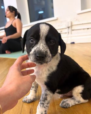 Image post by @thepuppysphere on Instagram