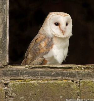 Image post by @rspb on Instagram