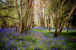 Image post by @rspb on Instagram