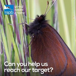 Image post by @rspb on Instagram