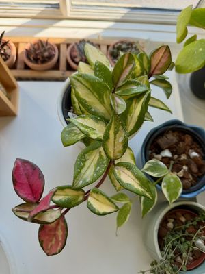 Image post by @reenasplants on Instagram